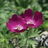 Winecup, Perennial   Callirohoe involucrata