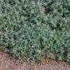 Wooly Stemodia.  Stemodia lanata 