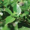 Xylosma    Xylosma congestum