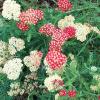Yarrow   Achillea spp.
