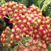 Yarrow  Achillea spp.