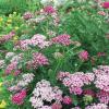 Yarrow Pink  Achillea spp.