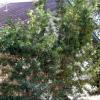 Japanese Yew  Podocarpus macrophyllus