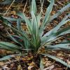 Yucca, Paleleaf       Yucca pallida