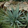 Yucca, Twistleaf            Yucca rupicola