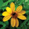 Zexmenia  Wedelia texana