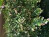 Abelia Glossy  