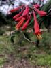 Honeysuckle, Coral   Lonicera sempervirens