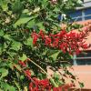 Coralbean Erythrina herbacea