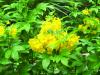 Esperanza/Yellow Bells