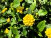 Lantana (hybrid)  Lantana x hybrida     