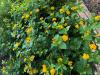Lantana (hybrid)  Lantana x hybrida     
