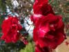 Rose, 'Martha Gonzales'    Rosa 'Martha Gonzales'