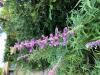 Sage, Mexican Bush  Salvia leucantha