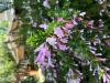 Oregano, Mexican  Poliomintha longiflora
