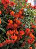 Mexican Flame Vine Pseudogynoxys chenopodioides 