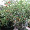 Pomegranate     Punica granatum
