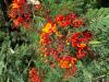 Bird of Paradise, Red.  Caesalpinia pulcherrim