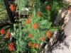 Bird of Paradise, Red.  Caesalpinia pulcherrim