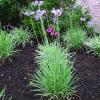 Society Garlic  Tulbaghia violacea