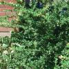 Xylosma    Xylosma congestum